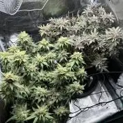 #1ST PHOTOS: SlushMintCake&SkywalkerHaze