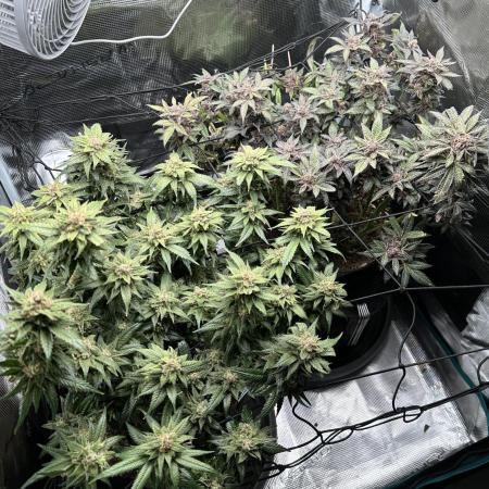 #1ST PHOTOS: SlushMintCake&SkywalkerHaze