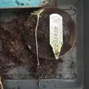 #1ST PHOTOS: SlushMintCake&SkywalkerHaze