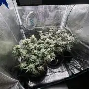 #1ST PHOTOS: SlushMintCake&SkywalkerHaze