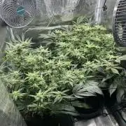 #1ST PHOTOS: SlushMintCake&SkywalkerHaze