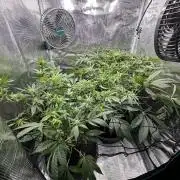 #1ST PHOTOS: SlushMintCake&SkywalkerHaze
