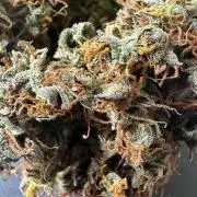 Auto Trichome & Cream — 1ST Indoor