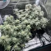 #1ST PHOTOS: SlushMintCake&SkywalkerHaze