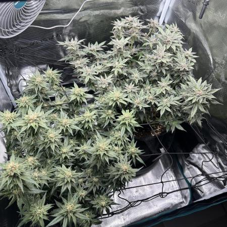 #1ST PHOTOS: SlushMintCake&SkywalkerHaze