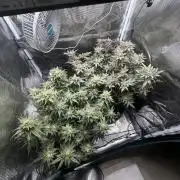 #1ST PHOTOS: SlushMintCake&SkywalkerHaze
