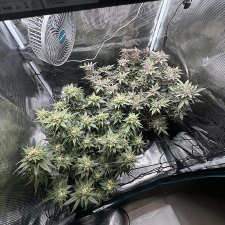 #1ST PHOTOS: SlushMintCake&SkywalkerHaze