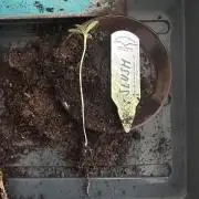 #1ST PHOTOS: SlushMintCake&SkywalkerHaze