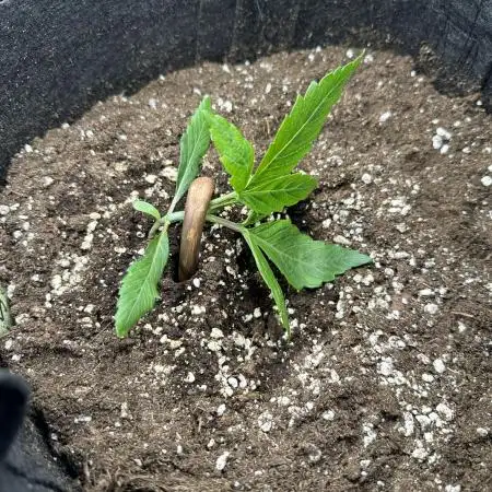#1ST PHOTOS: SlushMintCake&SkywalkerHaze