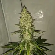 GROW 4