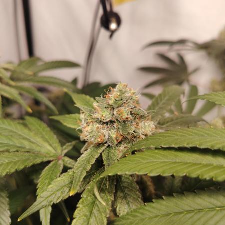 Sundae Driver by Royal Queen Seeds #1