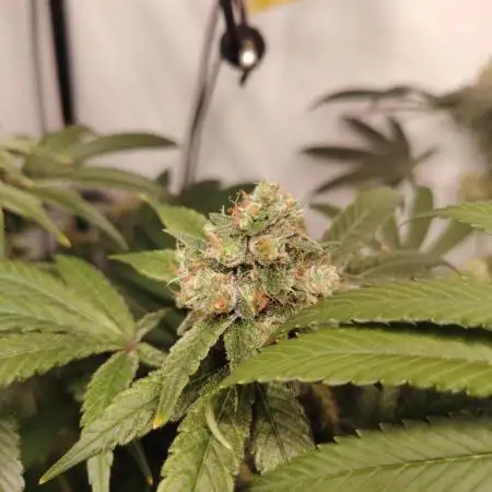 Sundae Driver by Royal Queen Seeds #1