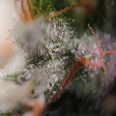 Sundae Driver by Royal Queen Seeds #1