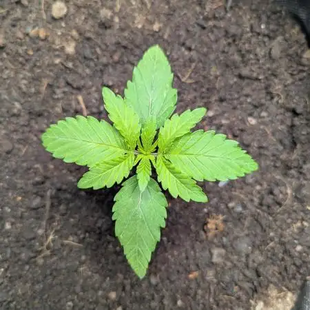 Sundae Driver by Royal Queen Seeds #1