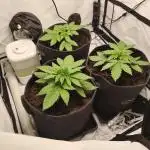 Sundae Driver by Royal Queen Seeds #1