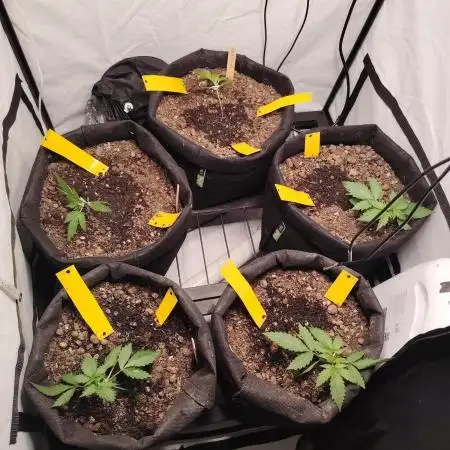 Autoflower Soup #1