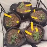 Autoflower Soup #1