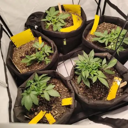 Autoflower Soup #1