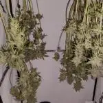 Sundae Driver by Royal Queen Seeds #1