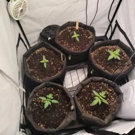 Autoflower Soup #1