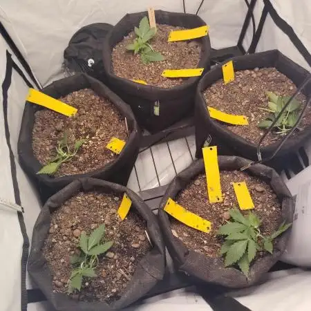 Autoflower Soup #1