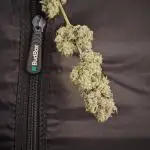 Sundae Driver by Royal Queen Seeds #1