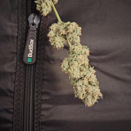 Sundae Driver by Royal Queen Seeds #1
