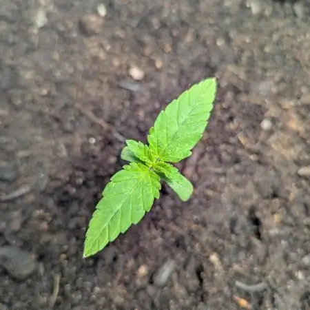 Sundae Driver by Royal Queen Seeds #1