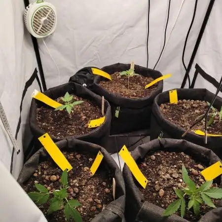 Autoflower Soup #1