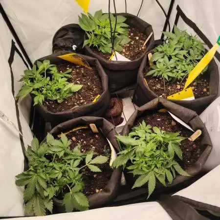 Autoflower Soup #1
