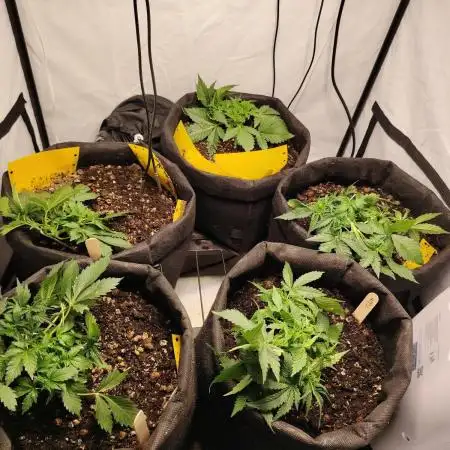 Autoflower Soup #1