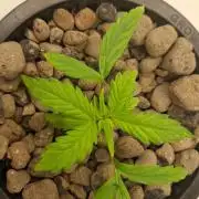 2nd time DWC - she's a cripple!