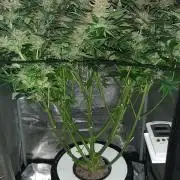 First time DWC