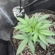 Banana cream cake XL