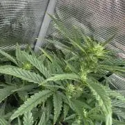 Banana cream cake XL