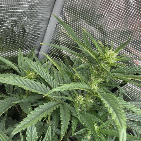 Banana cream cake XL