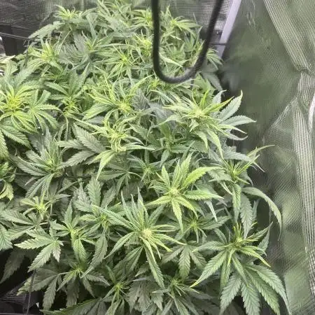 Super boof auto