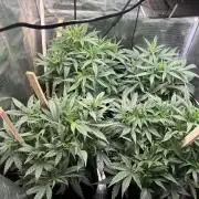 Banana cream cake XL