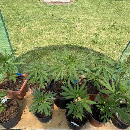 Sweet seeds F1
