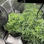Orange sherbet auto