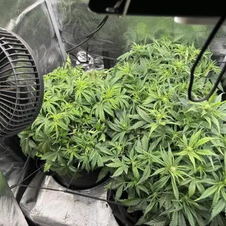 Orange sherbet auto