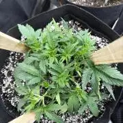 Banana cream cake XL