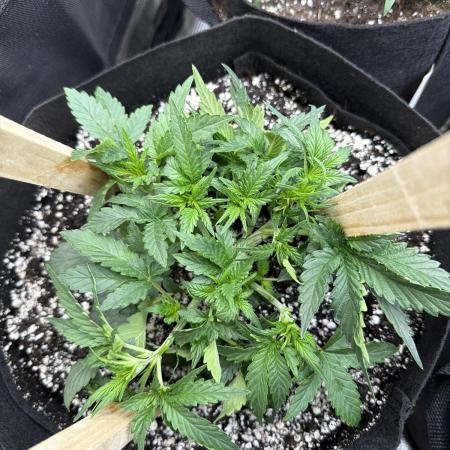 Banana cream cake XL