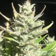 Super boof auto