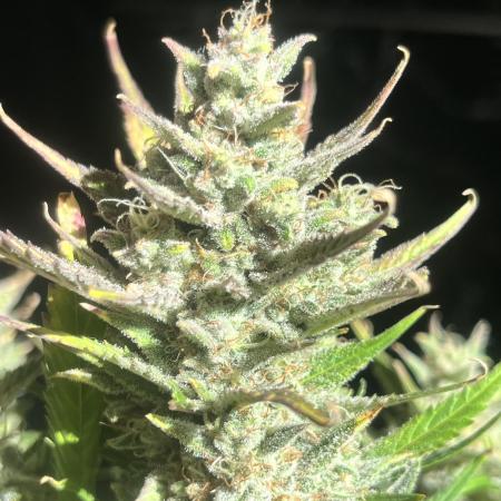 Super boof auto
