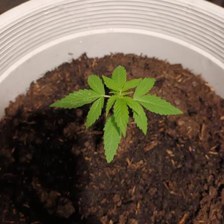 First grow ever. Hyperion F1 outdoors.