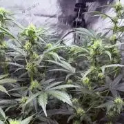 Bear Force 1 & Treble Grape - Organic