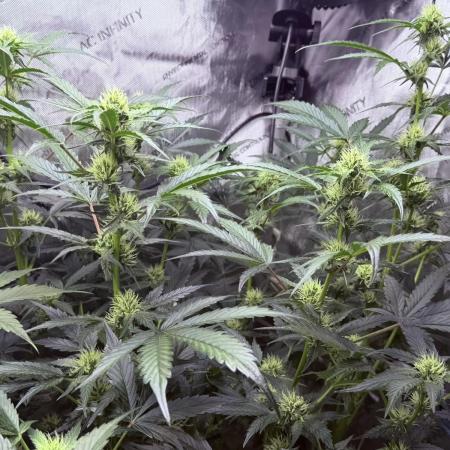 Bear Force 1 & Treble Grape - Organic