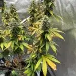 fresh start with Delecious Seeds