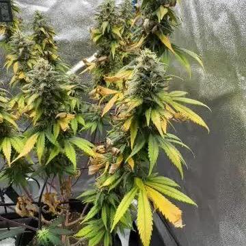 fresh start with Delecious Seeds